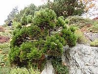 borovice Heldreichova (Pinus heldreichii ‚Smidt‘)