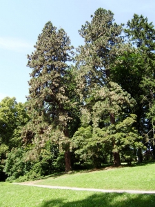 borovice žlutá (Pinus ponderosa)