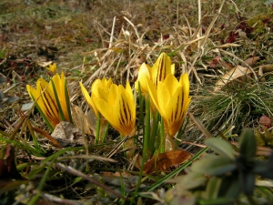 šafrán zlatý (Crocus chrysanthus)