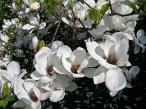 magnólie obnažená (Magnolia denudata)