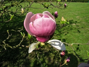 magnólie Soulangeova (Magnolia × soulangiana ‚Lennei‘)