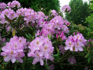 stálezelené a velkokvěté rododendrony v široké škále barvy květů  (Rhododendron)