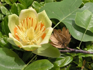 liliovník tulipánokvětý (Liriodendron tulipifera)