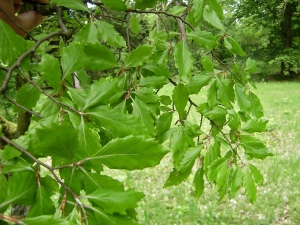 Buk lesní (Fagus sylvatica 'Cochleata')