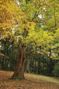 metasekvoje tisovcovitá, čínská (Metasequoia glyptostroboides)