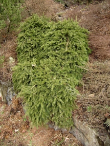 Smrk ztepilý (Picea abies 'Formánek')