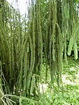Smrk ztepilý (Picea abies 'Virgata')