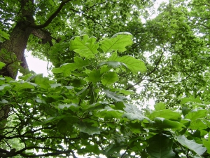 Dub sametový (Quercus velutina 'Albertsii')