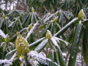 Rhododendrons (evergreen) – icing