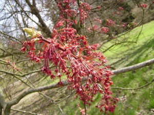 javor červený (Acer rubrum)