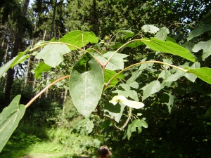 Javor mléč (Acer platanoides 'Stollii')