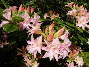 Rododendron (Rhododendron mixtum)