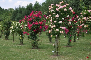 růže v Průhonické botanické zahradě