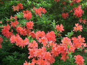 opadavé rododendrony v široké škále barvy květů – azalky