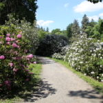 rododendrony na cestě pod Glorietem
