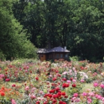rosarium v botanické zahradě