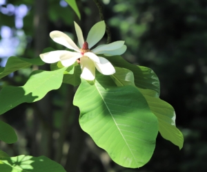 magnólie průhonická (Magnolia × pruhoniciana)