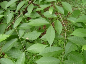 javor habrolistý (Acer carpinifolium)
