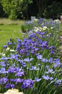 exposition of siberian irises