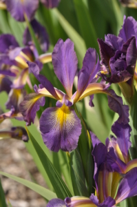 Iris spuria hybr. kosatec žlutofialový ;Letní Fialka