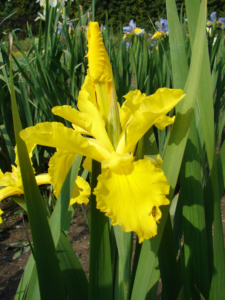 kosatec žlutofialový ‚Princezna Pampeliška‘ (Iris spuria ‚Princezna Pampeliška‘)