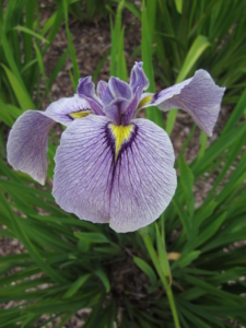 Iris x pseudata Takamagahara