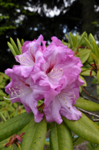 rododendron ‚Arnošt Silva Tarouca‘  (Rhododendron ‚ Arnošt Silva Tarouca‘)