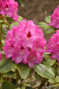 Rhododendron ‘Eva’