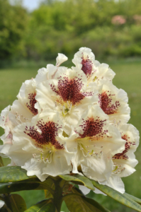 Rhododendron Orlík