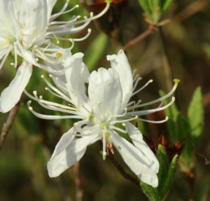 (Rhododendron canadense albiflorum)