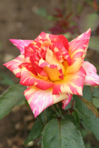 růže ‚Ambrosfunken‘ (Rosa ‚Ambrosfunken‘)