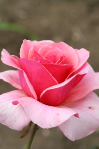 růže ‚Duet‘ (Rosa ‚Duet‘)