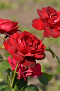 růže ‚Samourai‘ (Rosa ‚Samourai‘)