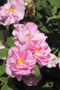 růže galská ‚Versicolor‘ (Rosa gallica ‚Versicolor‘)