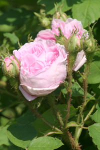 Rosa ×muscosa ‘Salet’
