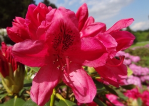 rododendron ‚Humoreska‘ (Rhododendron ‚Humoreska‘)