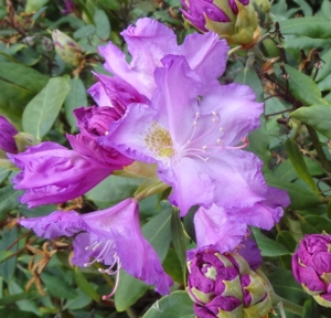 rododendron ‚Lajka‘ (Rhododendron ‚Lajka‘)