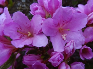 rododendron ‚Sázava‘ (Rhododendron ‚Sázava‘)