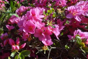 rododendron ‚Vltava‘ (Rhododendron ‚Vltava‘)