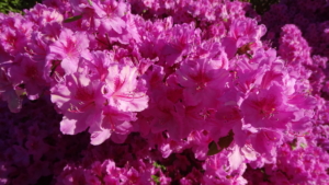 Rhododendron ‘Božena Němcová’