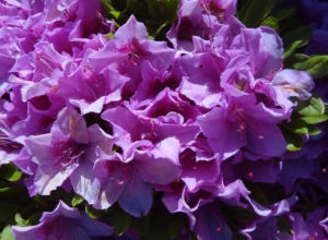 Rhododendron ‘Malá Skála’