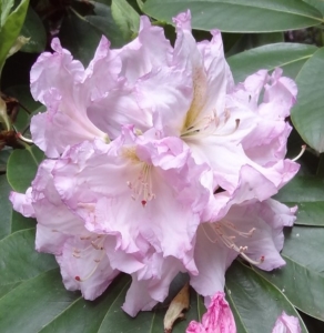 Rhododendron ‘Motýl’