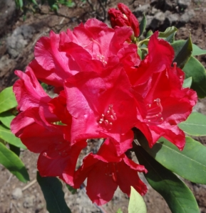 Rhododendron ‘Don Juan’