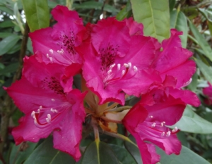 rododendron Dvořák