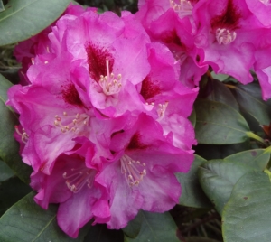 rododendron Eva