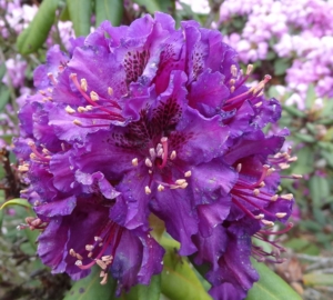 rododendron ‚Bohumil Kavka‘ (Rhododendron ‚Bohumil Kavka‘)