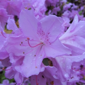 rododendron ‚Ledikanense‘ (Rhododendron ‚Ledikanense‘)