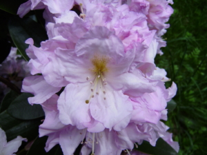 rododendron ‚Dagmar‘ (Rhododendron ‚Dagmar)