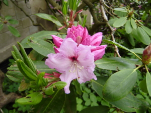 rododendron ‚Arnošt Silva Tarouca‘ (Rhododendron ‚Arnošt Silva Tarouca‘)