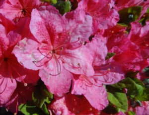 Rhododendron ‘Červená Lhota’